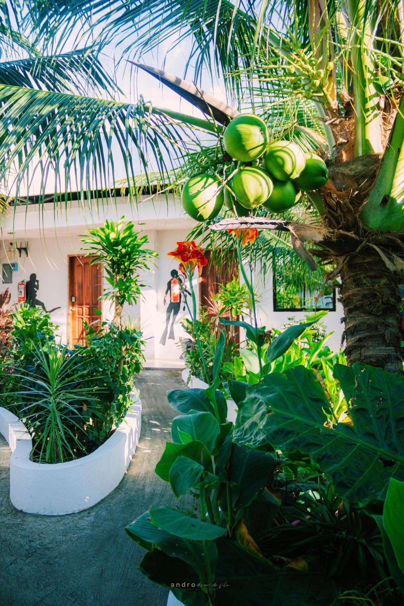 Ananas Guesthouse Moalboal Bagian luar foto